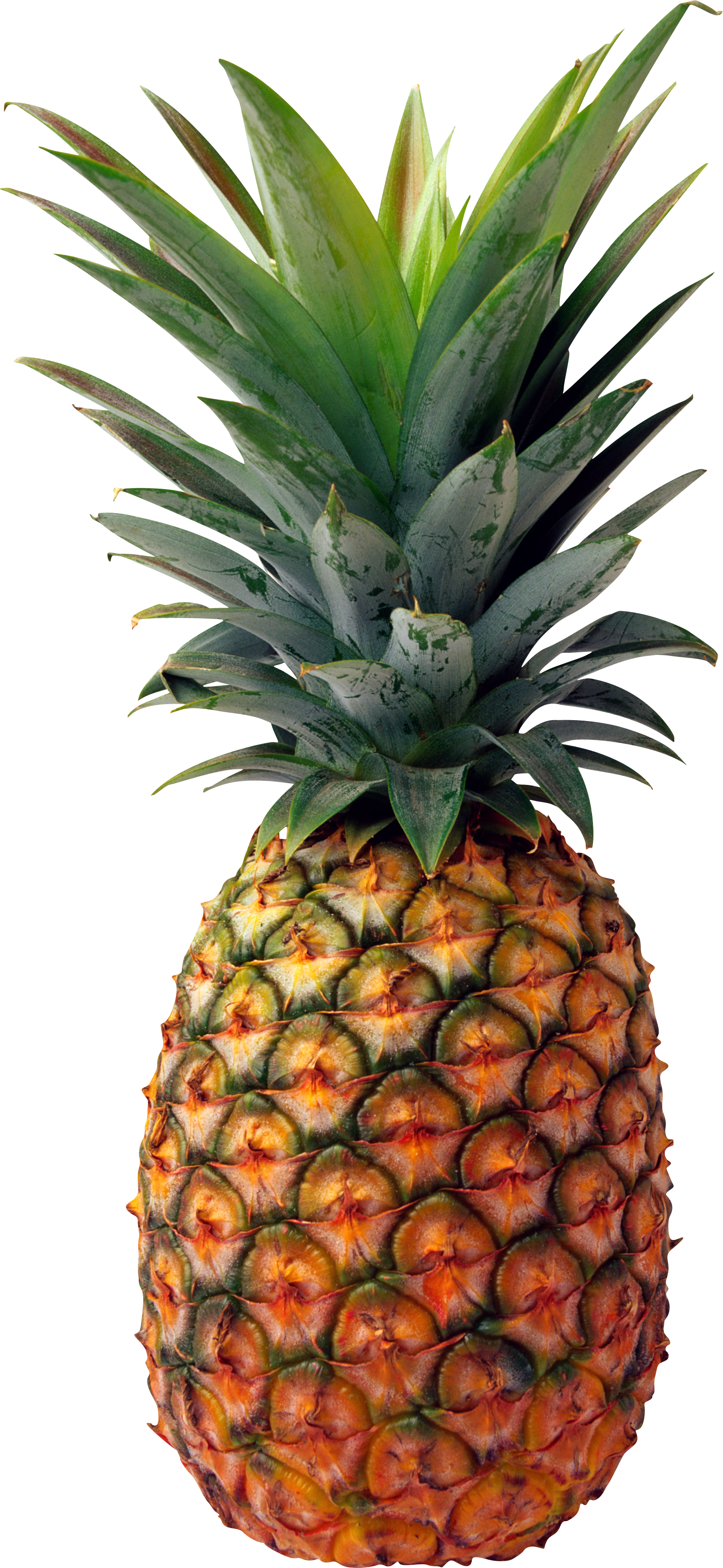 Clipart food pineapple. Hard shell soft and