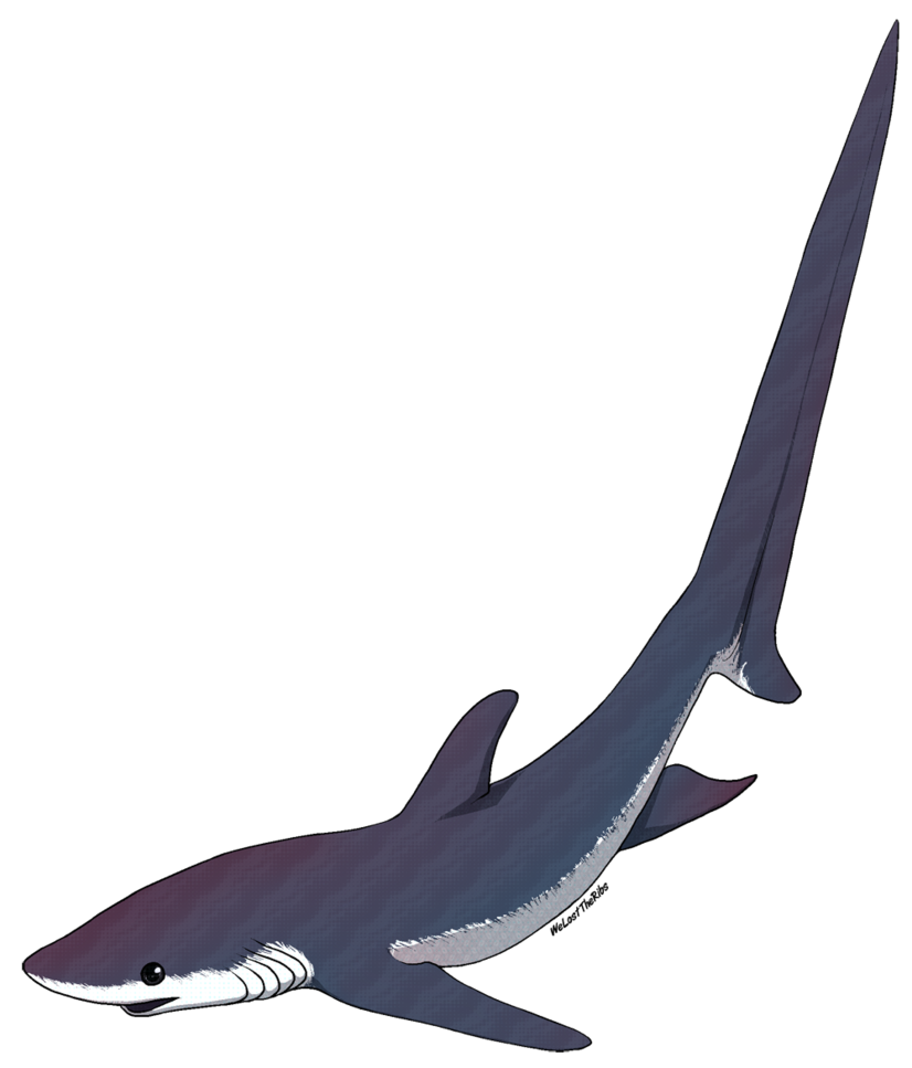clipart eye shark