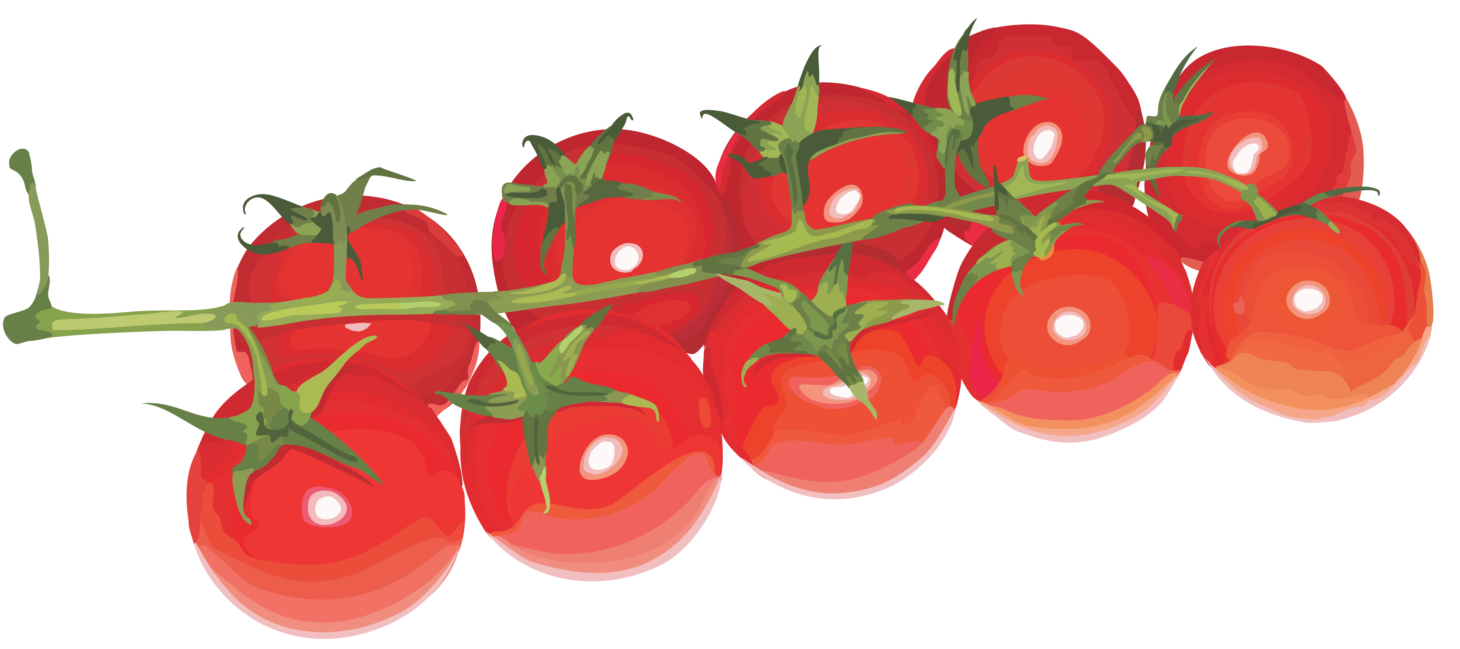 Tomatoes clipart vector. Tomato twenty three isolated