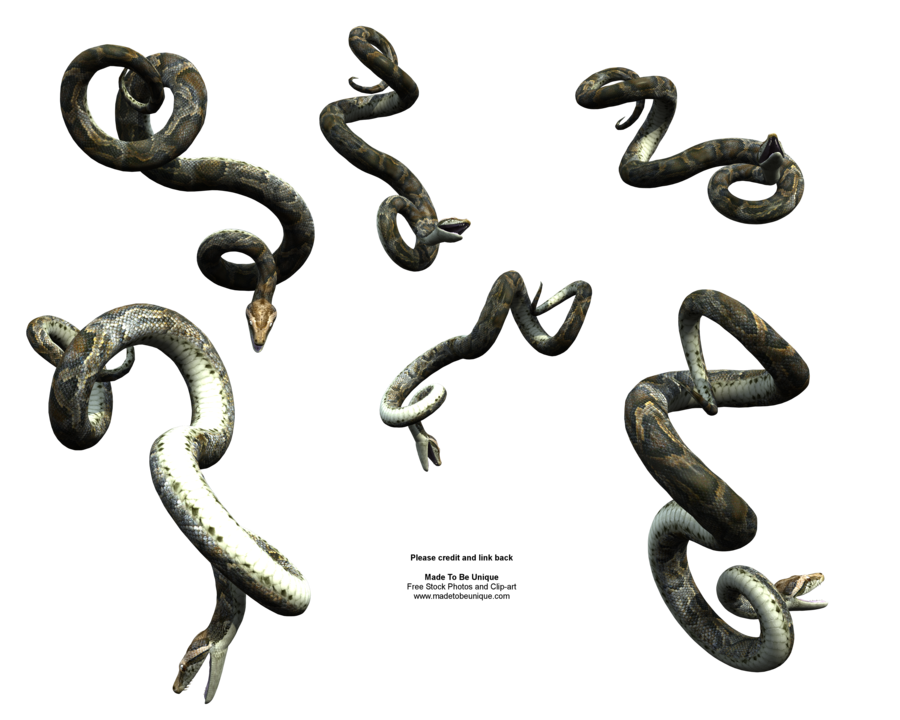 Clipart snake realistic. Eyes animal crazywidow info