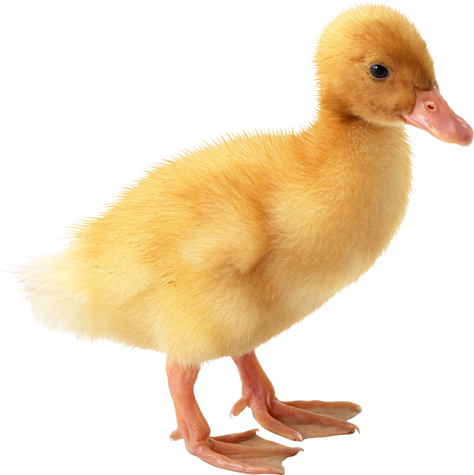 Duckling clipart christmas. Duck eleven isolated stock