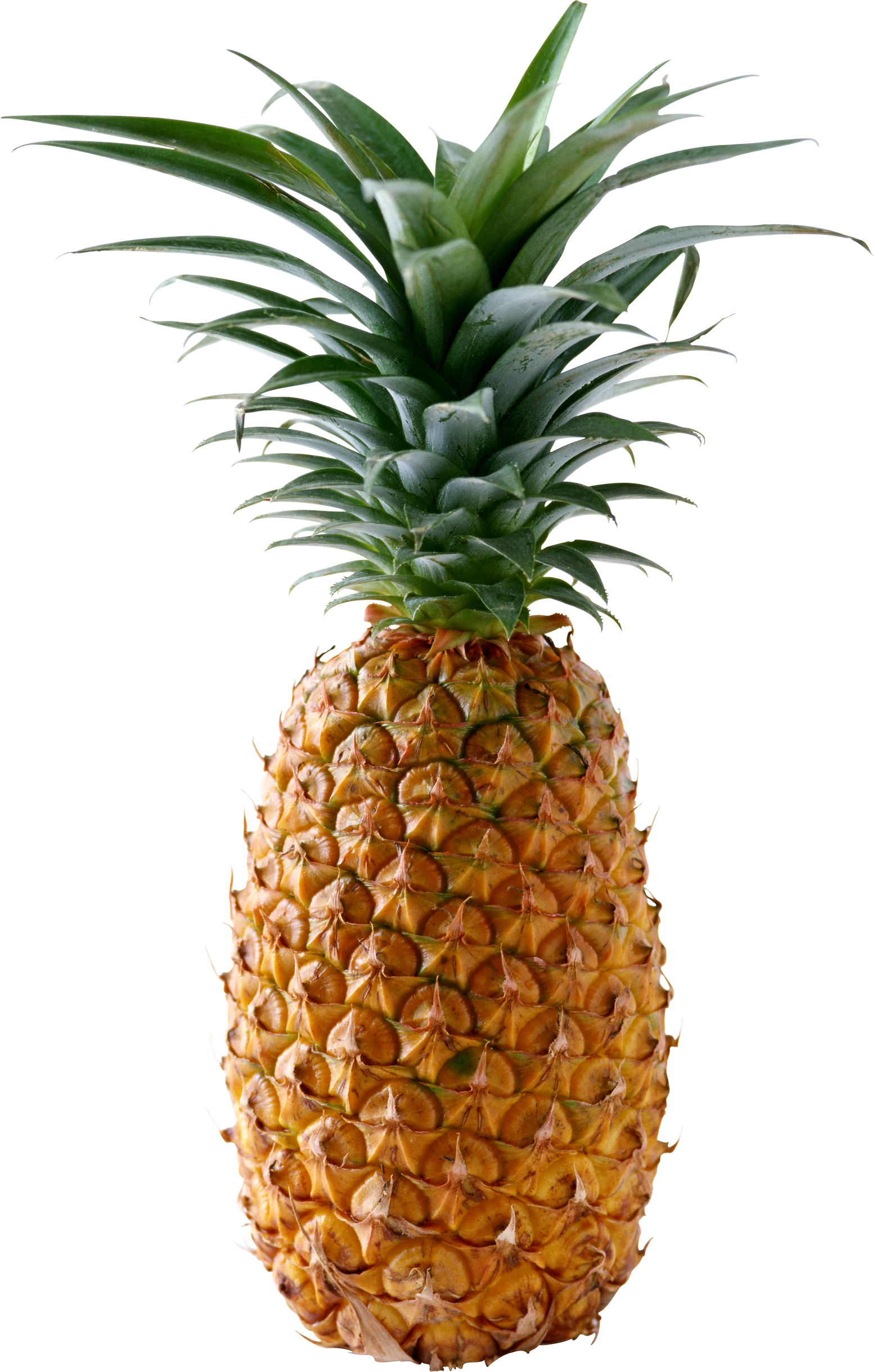 clipart leaves pineapple