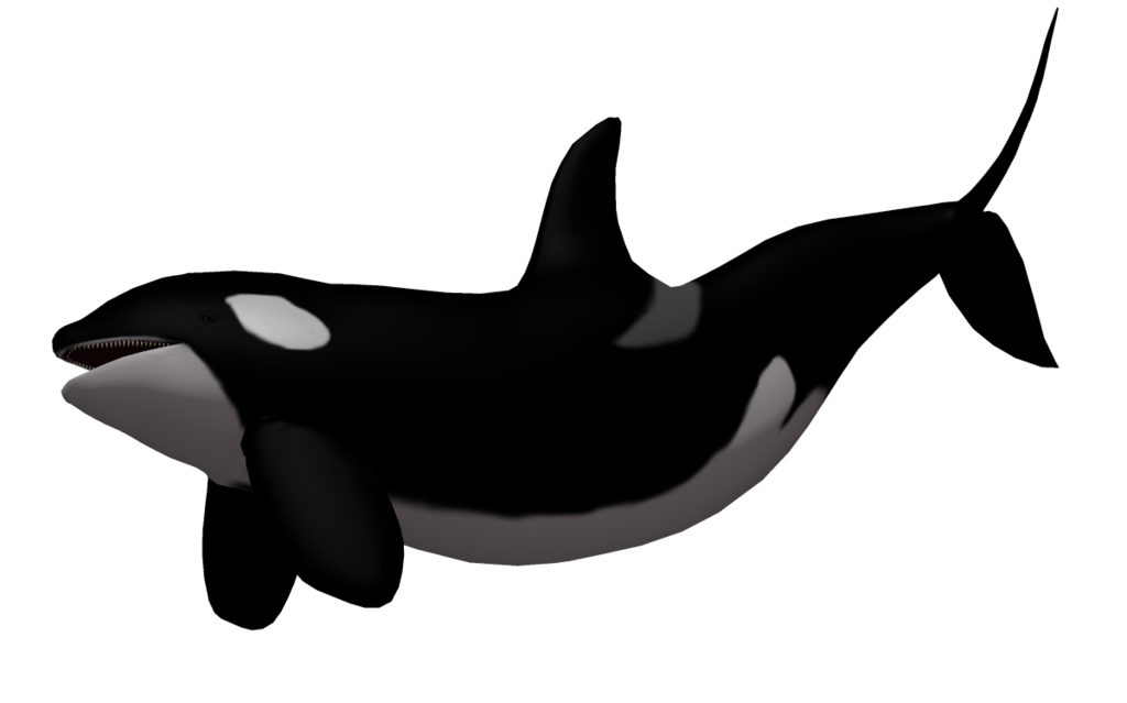 orca clipart large whale