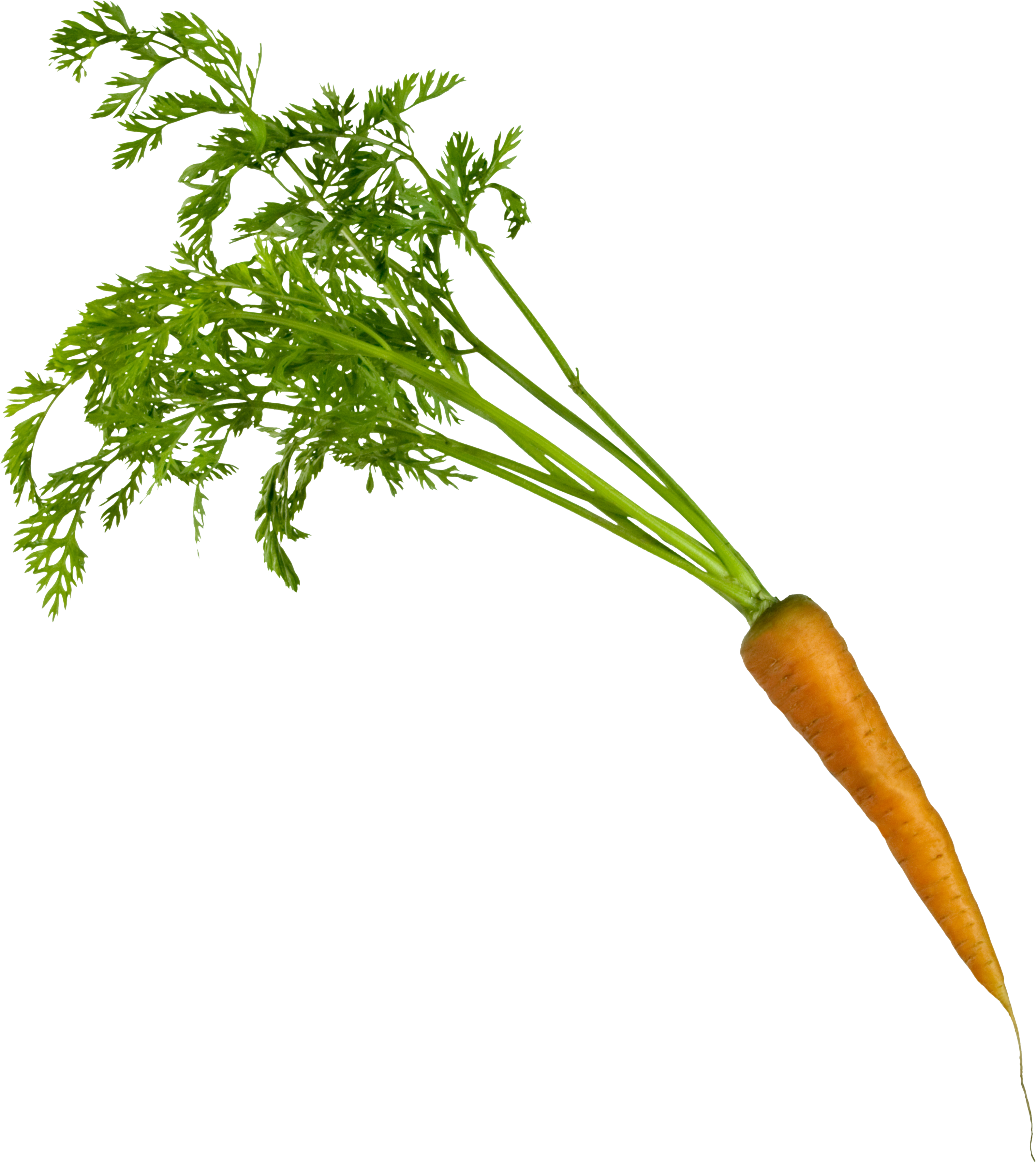Field clipart carrot. Seven isolated stock photo