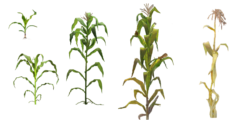 Plant corn