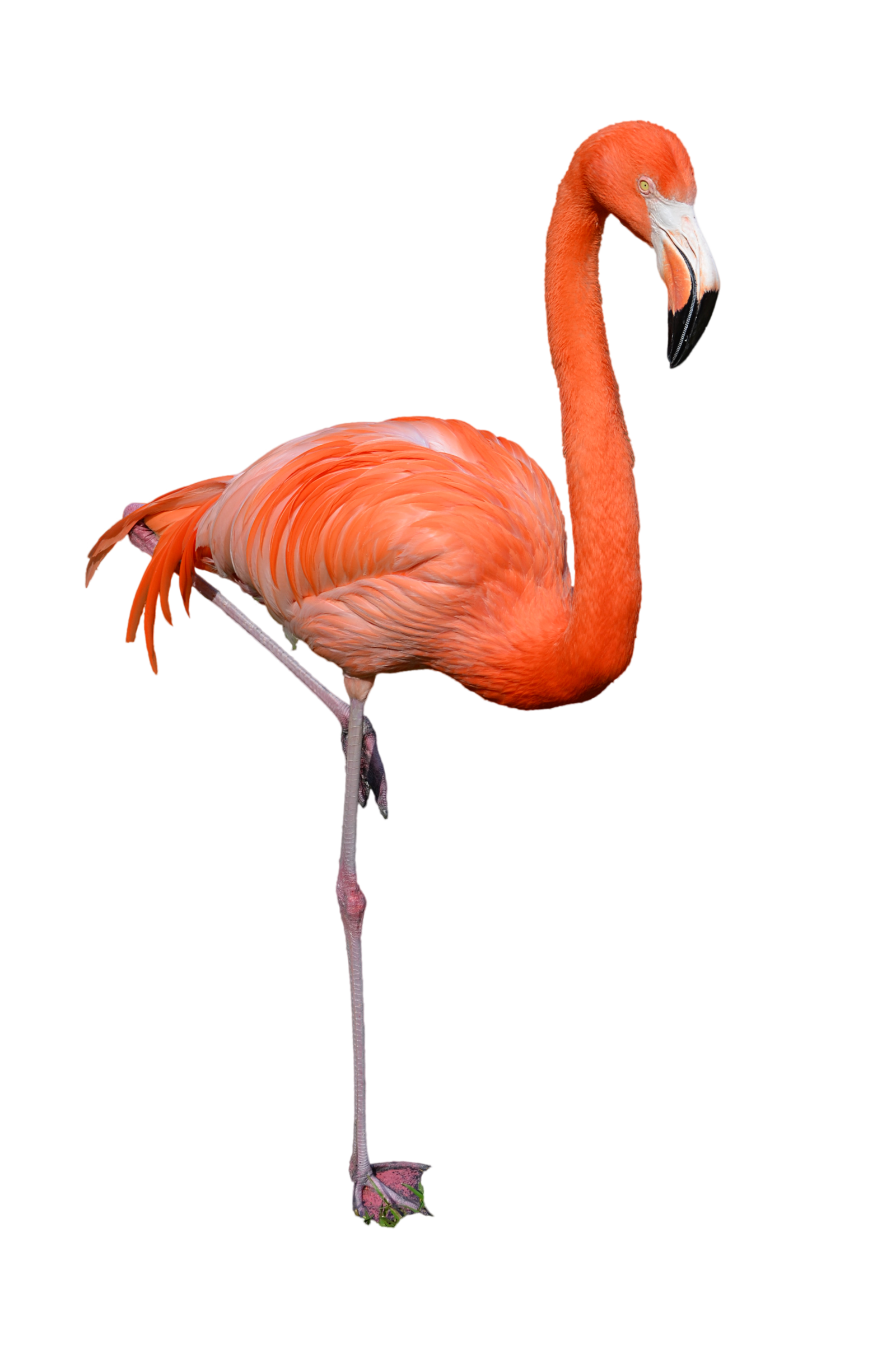 flamingo clipart coral