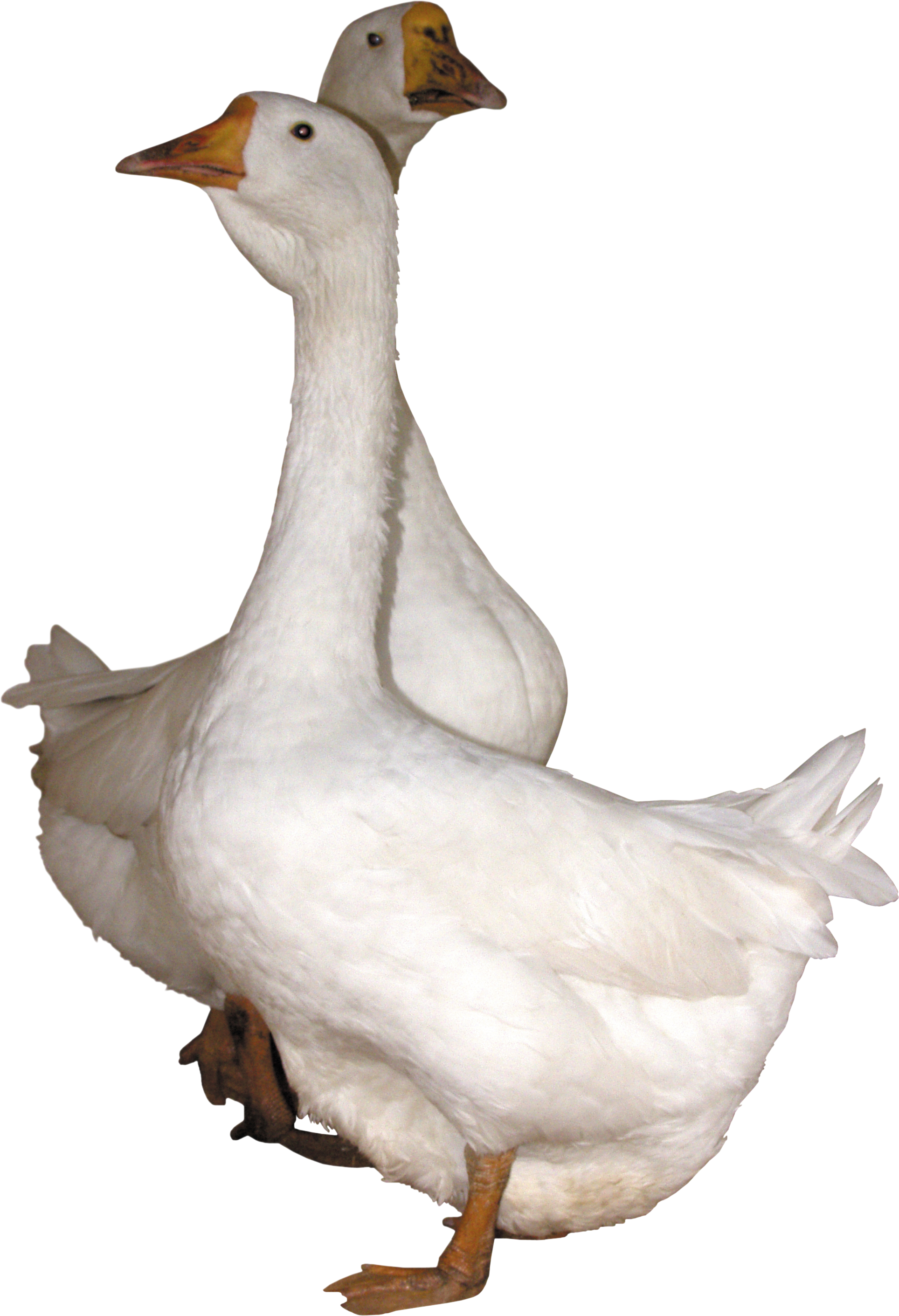 clipart face goose