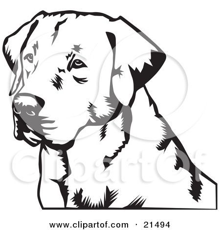 Illustration of a retriever. Clipart face labrador