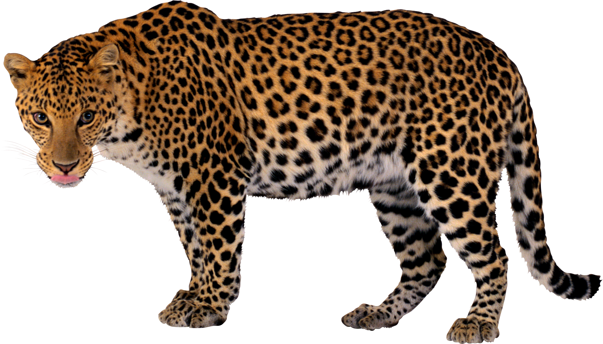 face clipart leopard