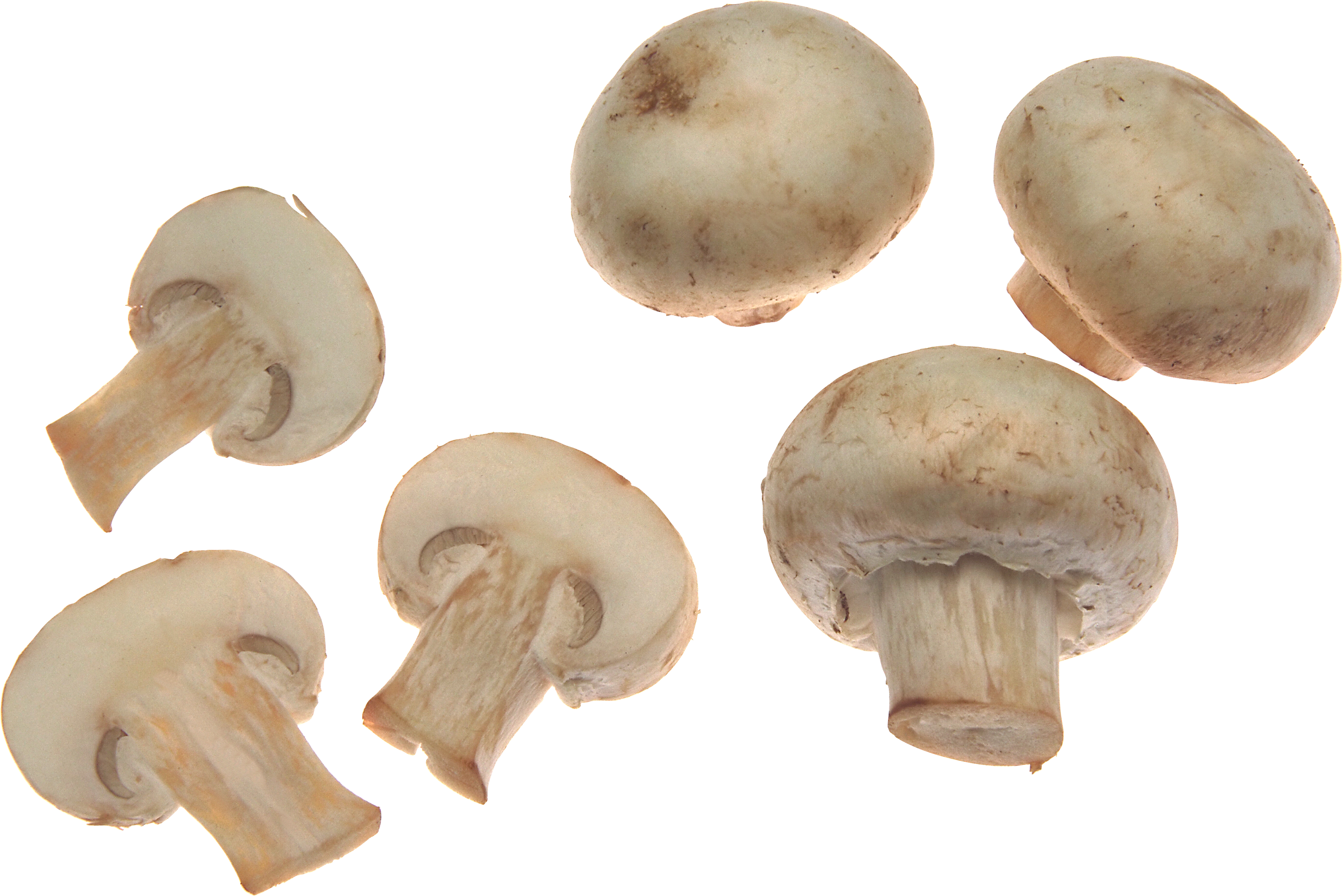 mushroom clipart food