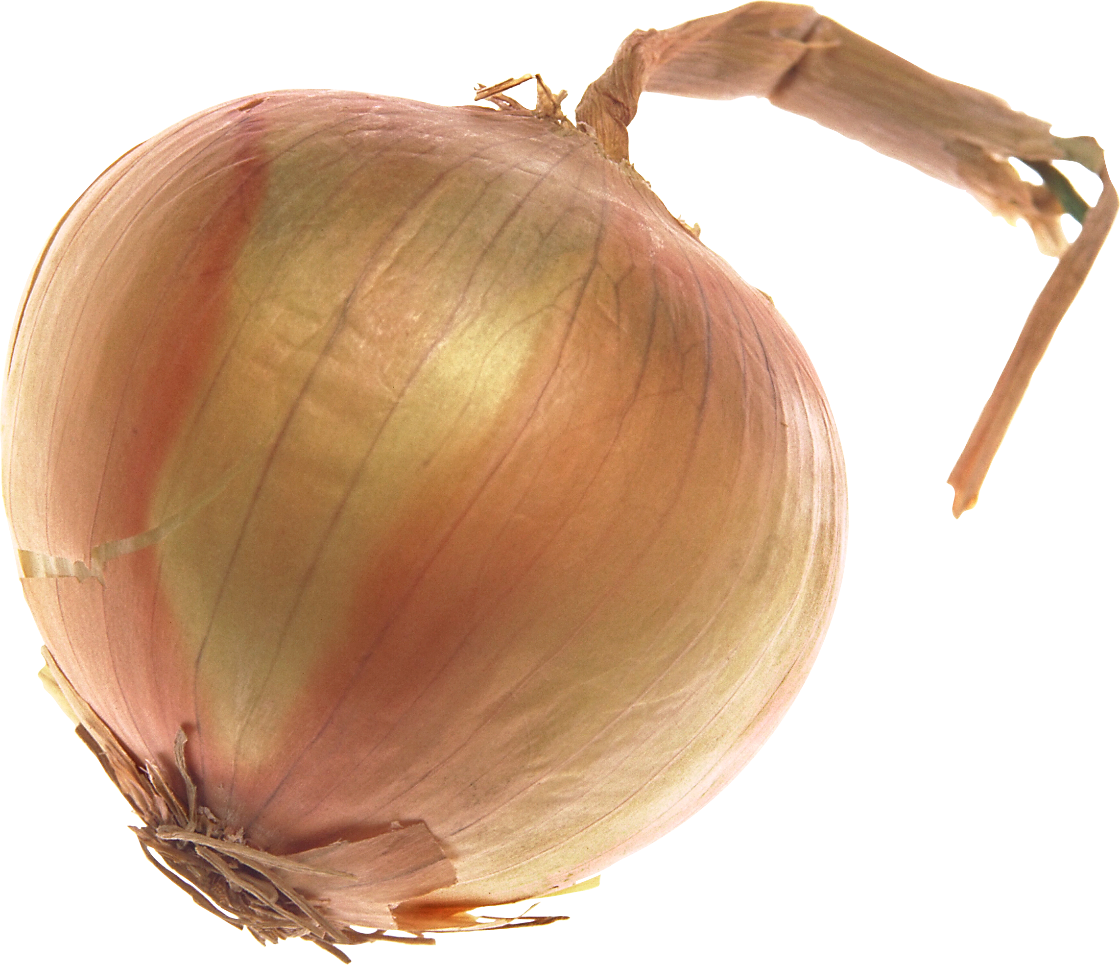 Onion clipart shallot. Sixteen isolated stock photo