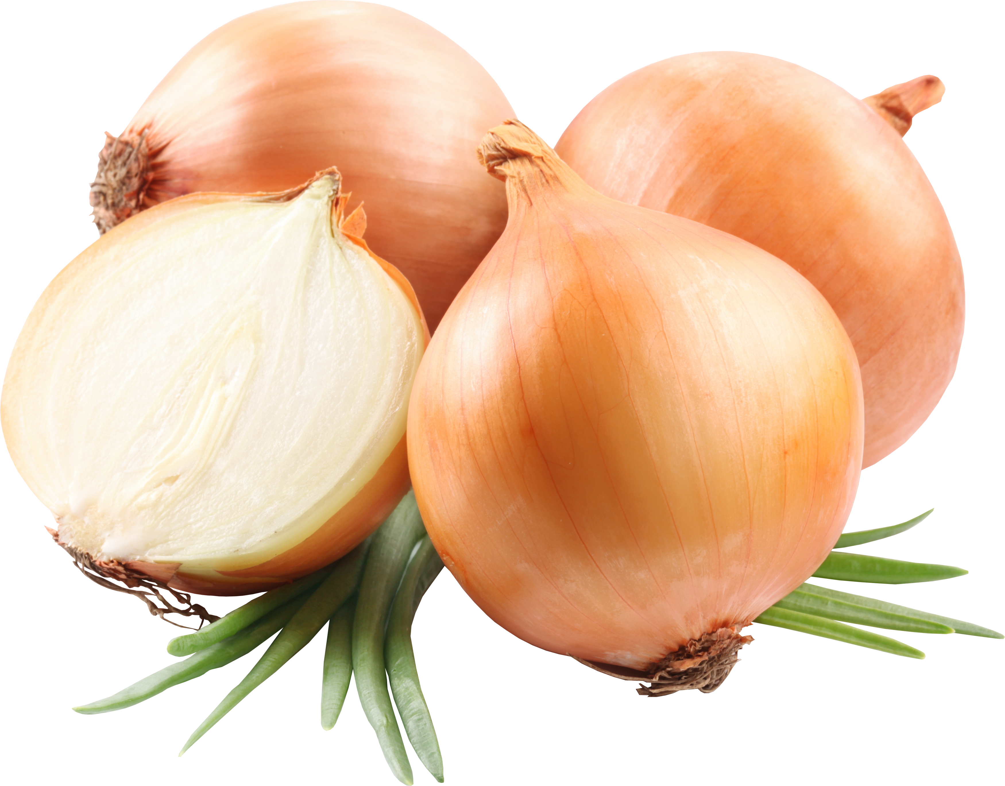 onion clipart large