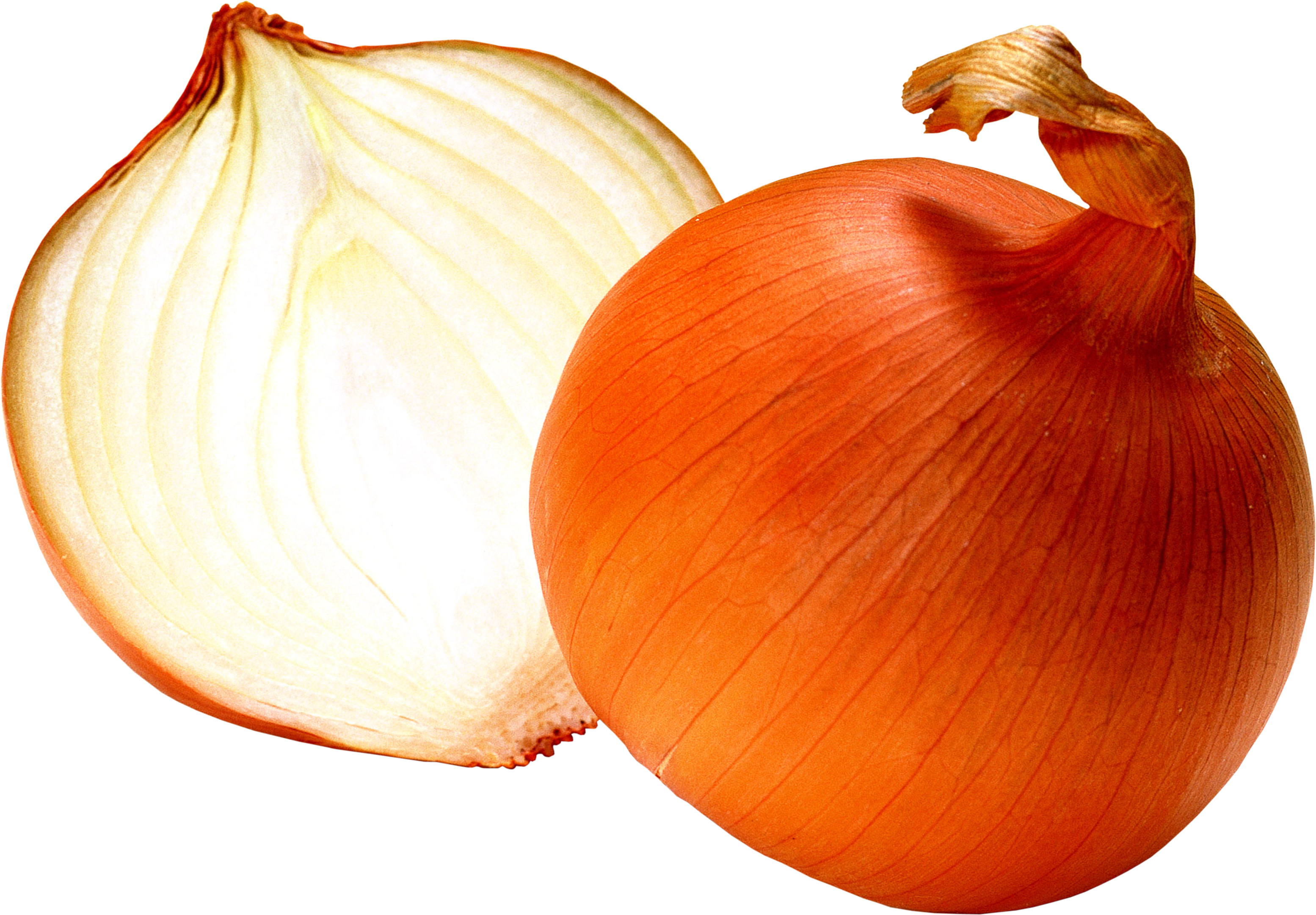 onion clipart onion leaves