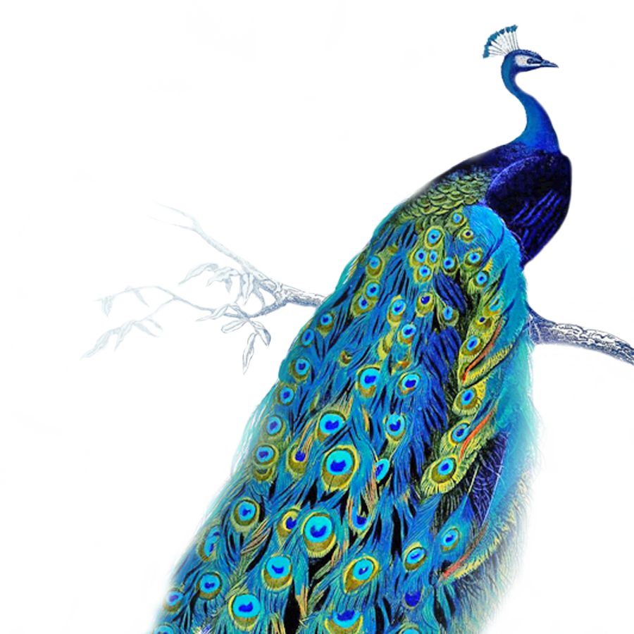 couple clipart peacock