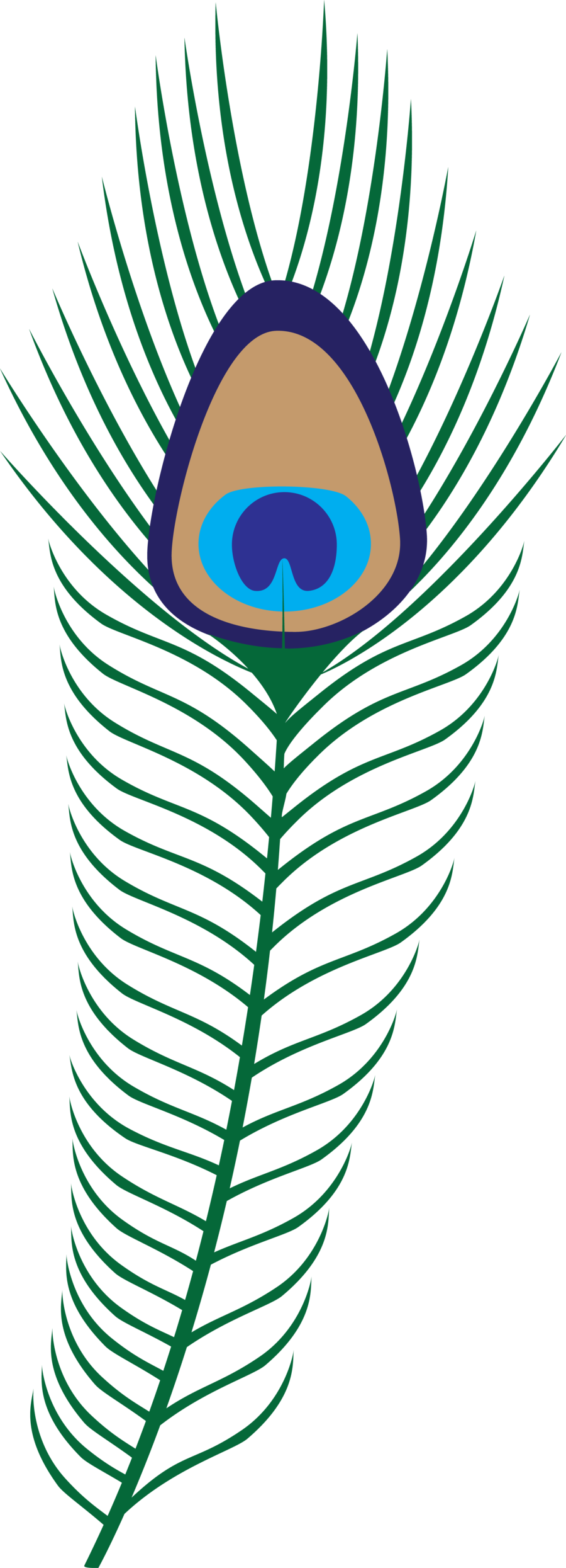 Feather peacock