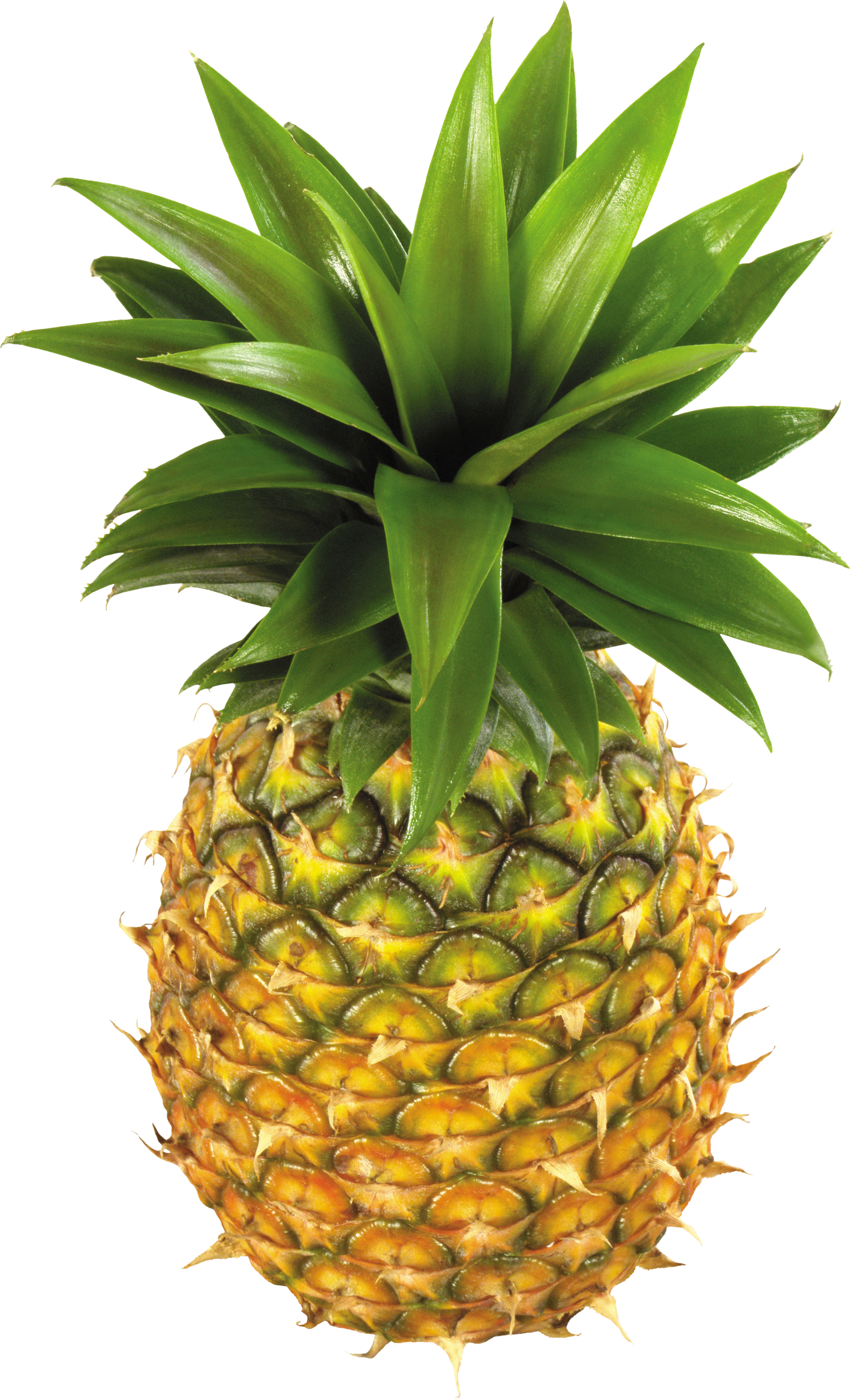 One isolated stock photo. Pineapple clipart easy