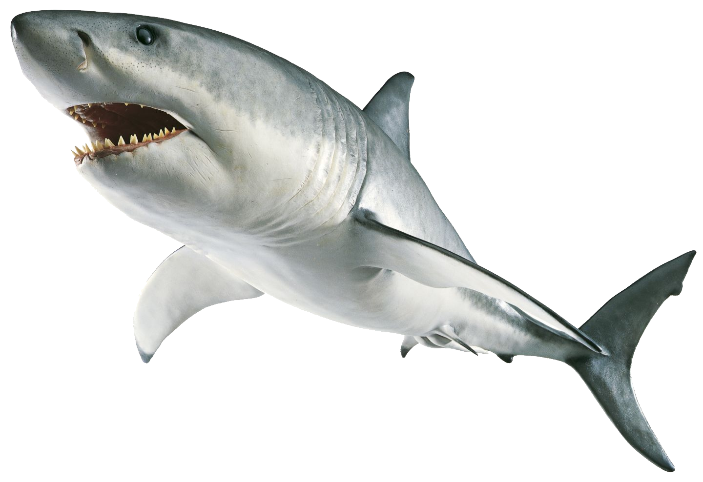 clipart face shark