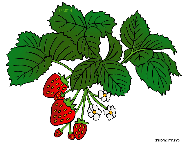 Berry strawberry pencil and. Planting clipart farm plant