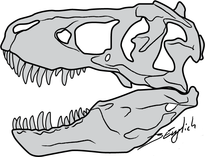 Skeleton clipart trex. T rex skull by