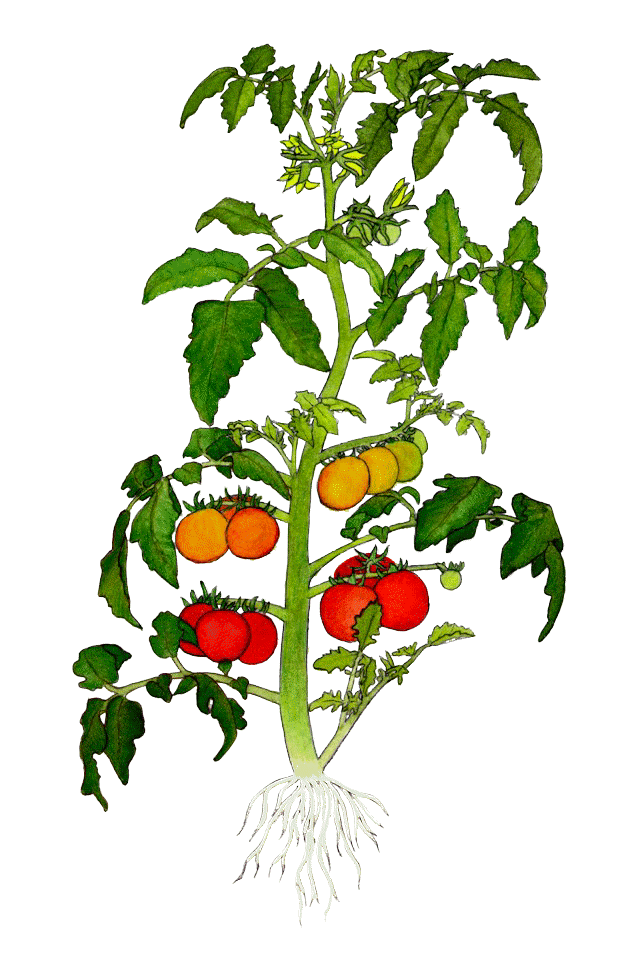 Tomato garden free on. Planting clipart baby