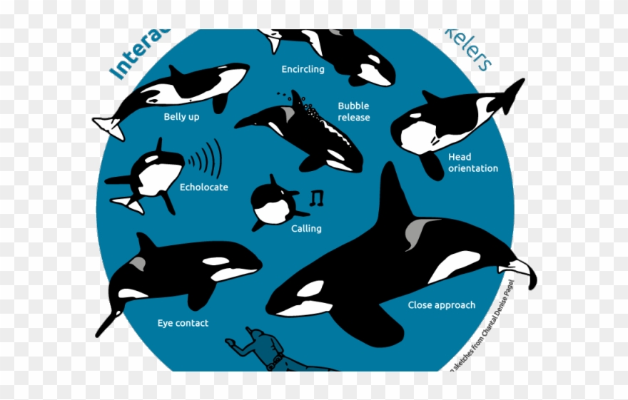 clipart whale face