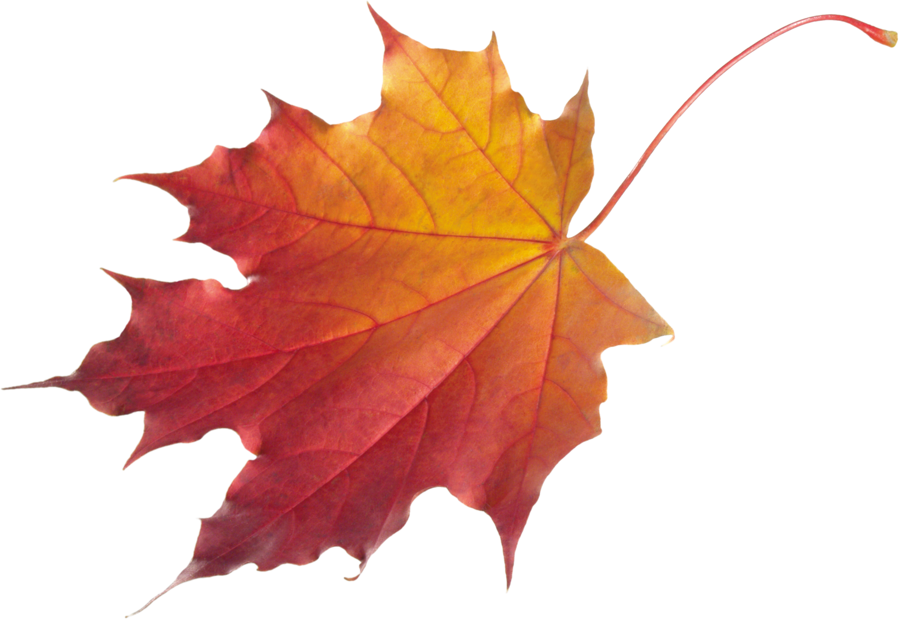 november clipart maple tree leaf