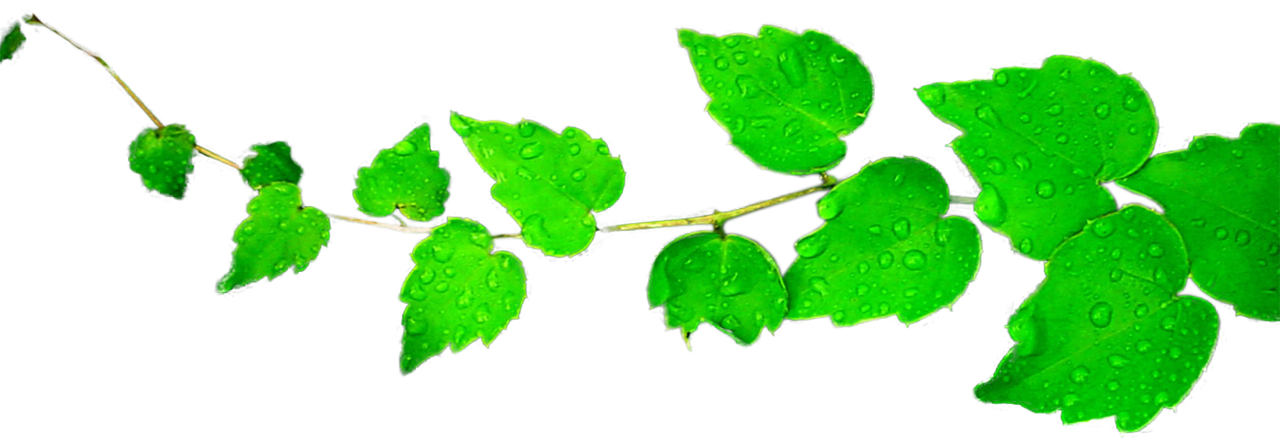 clipart leaves greenery