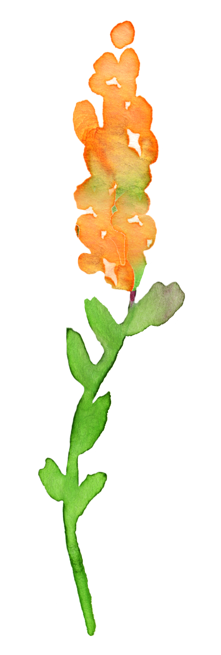 clipart leaves watercolor