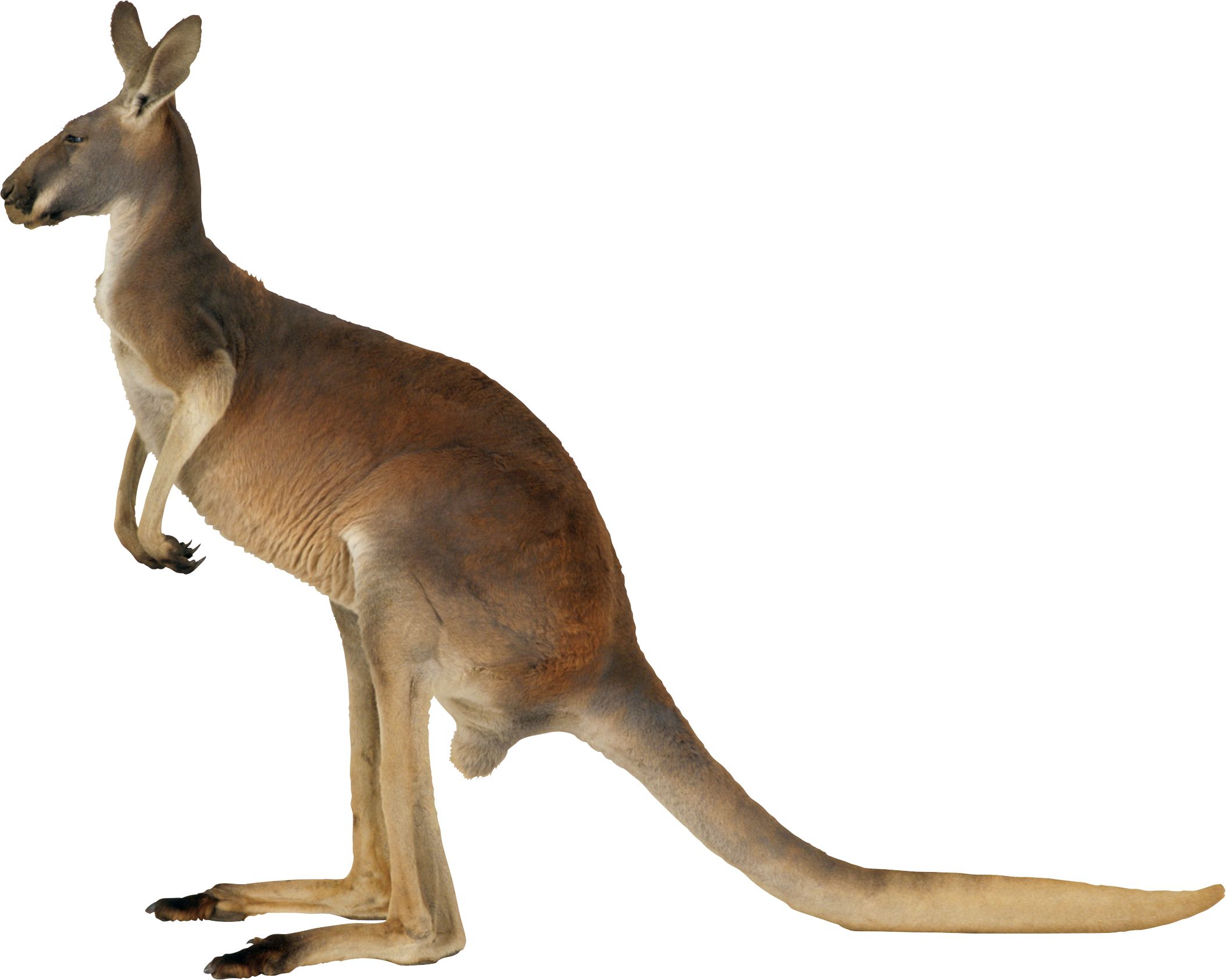 Png images free download. Kangaroo clipart foot