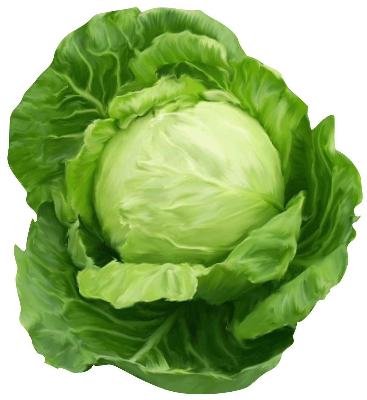 farm clipart cabbage