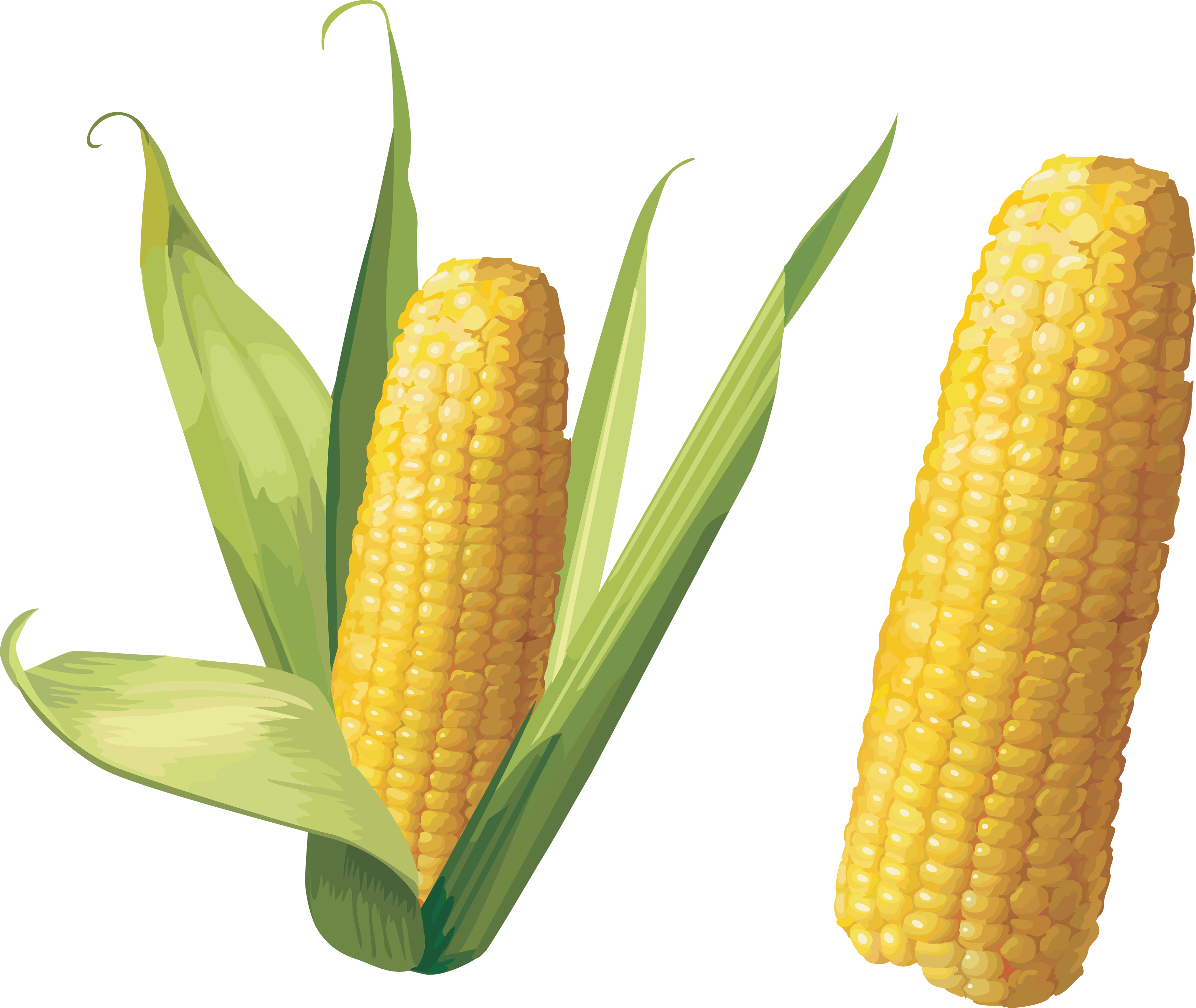 Vegetables clipart corn. Twenty three isolated stock