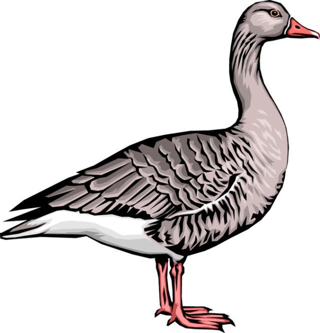 Quality clip art of. Farm clipart goose