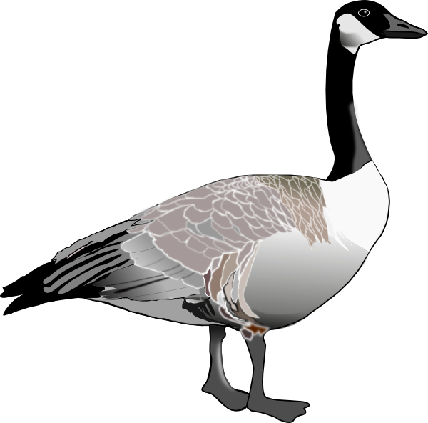 Goose clipart vector. Canadian clip art at