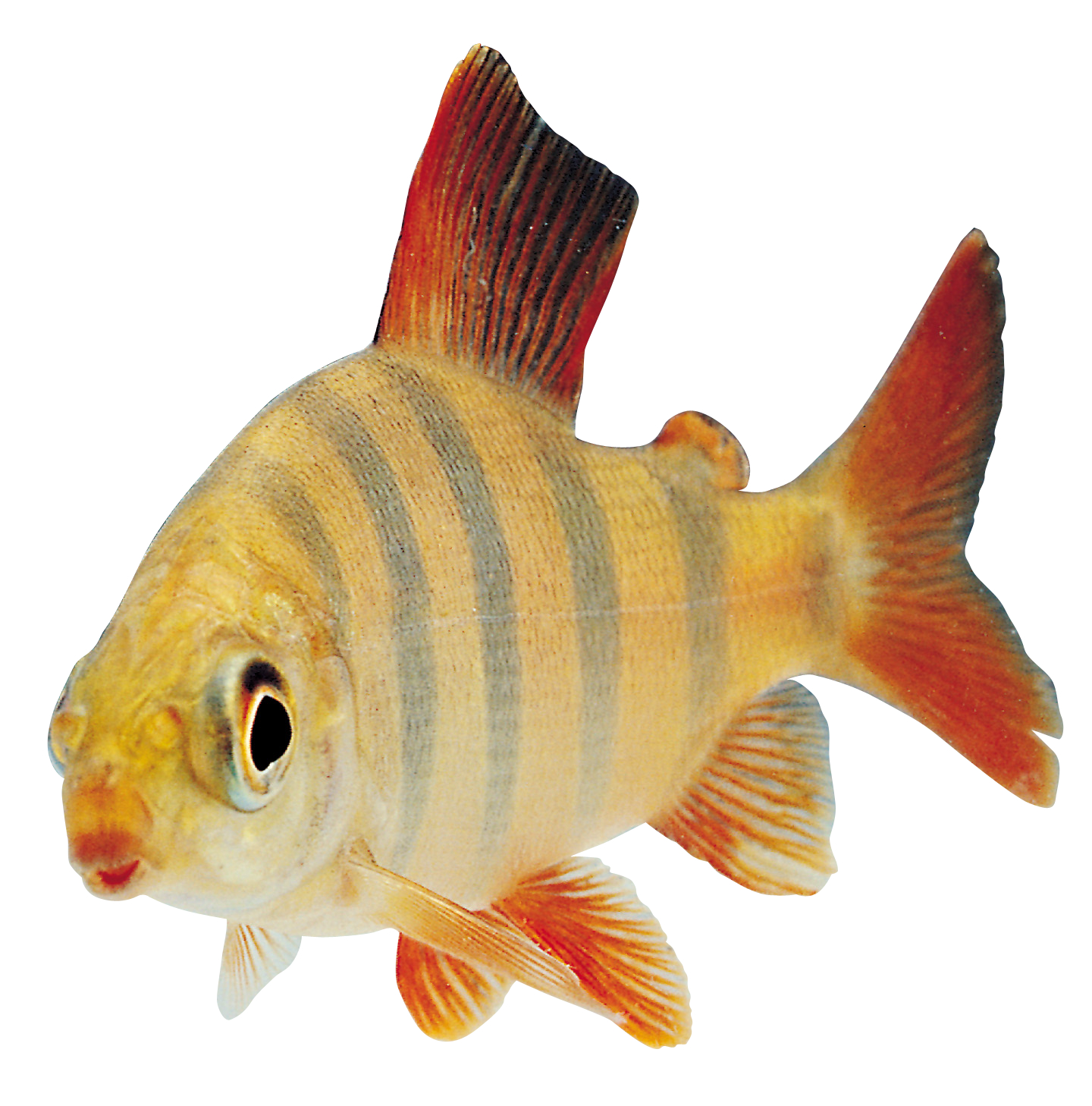 goldfish clipart fishy