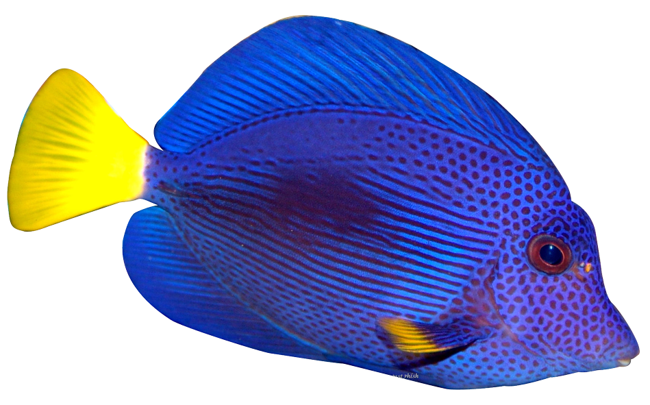 Tropical pinterest clip art. Clipart fish scuba