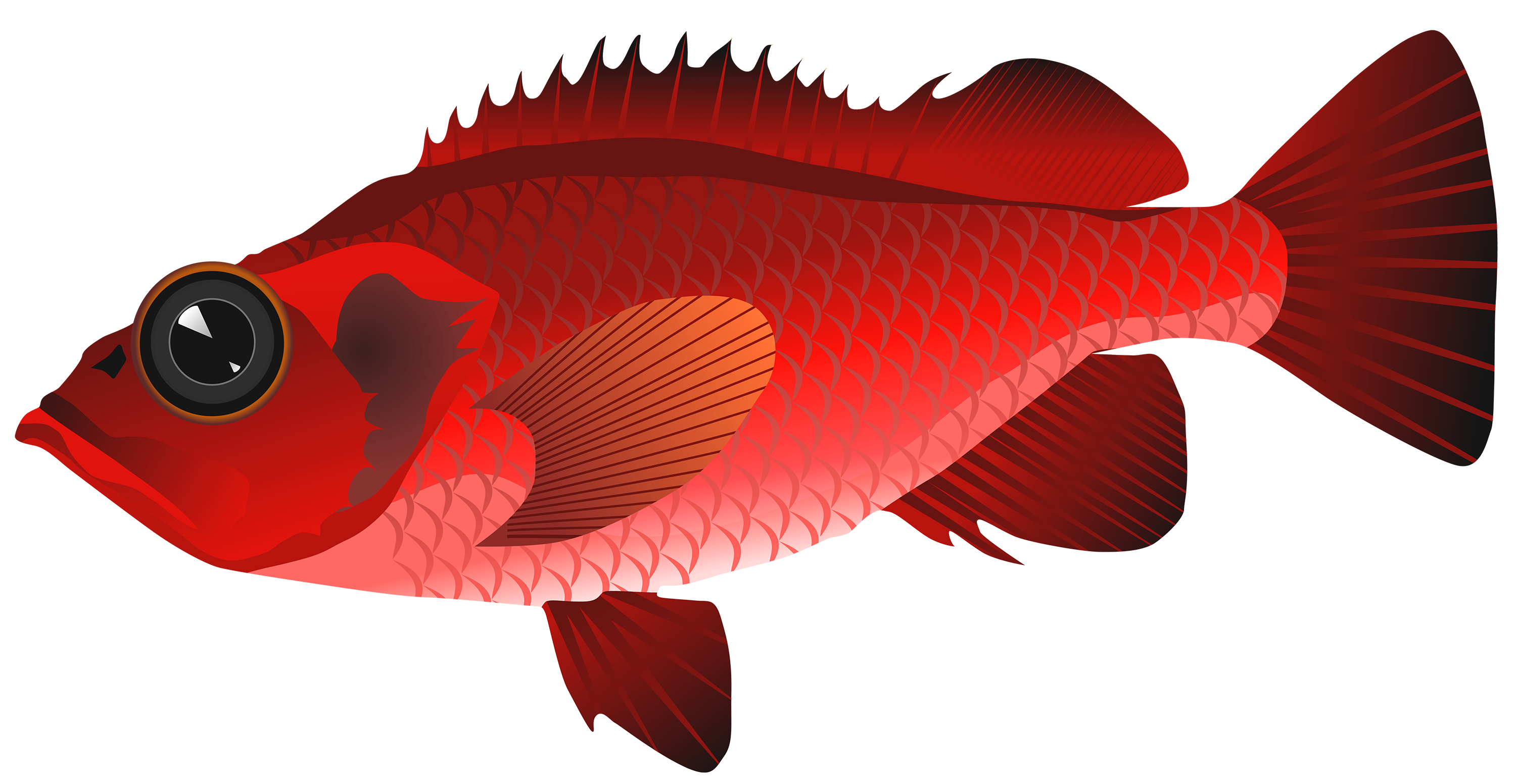 Clipart png fish. Red best web