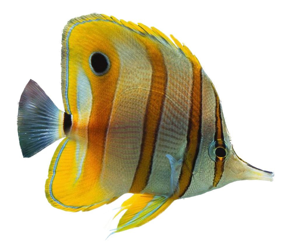 Clipart fish coral reef fish. Ornamental aquarium clip art