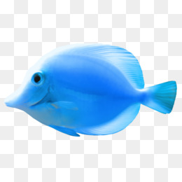 clipart fish light blue