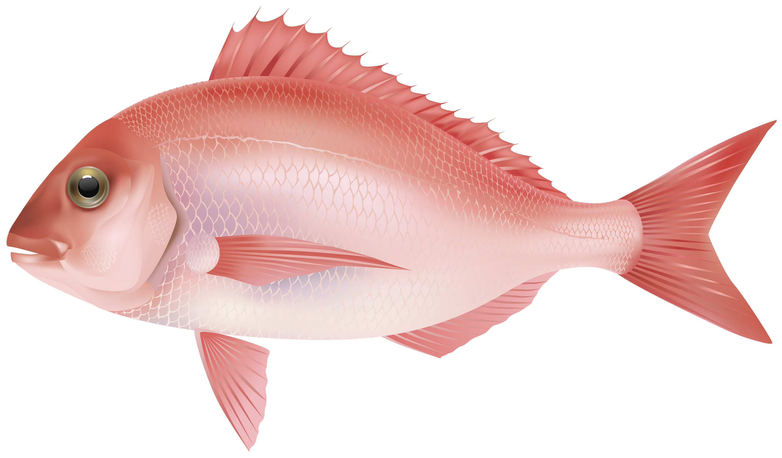 Red sea png image. Fish clipart name