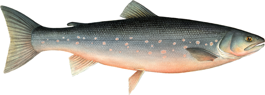 Salmon clipart brook trout. Fish images ocean pollution