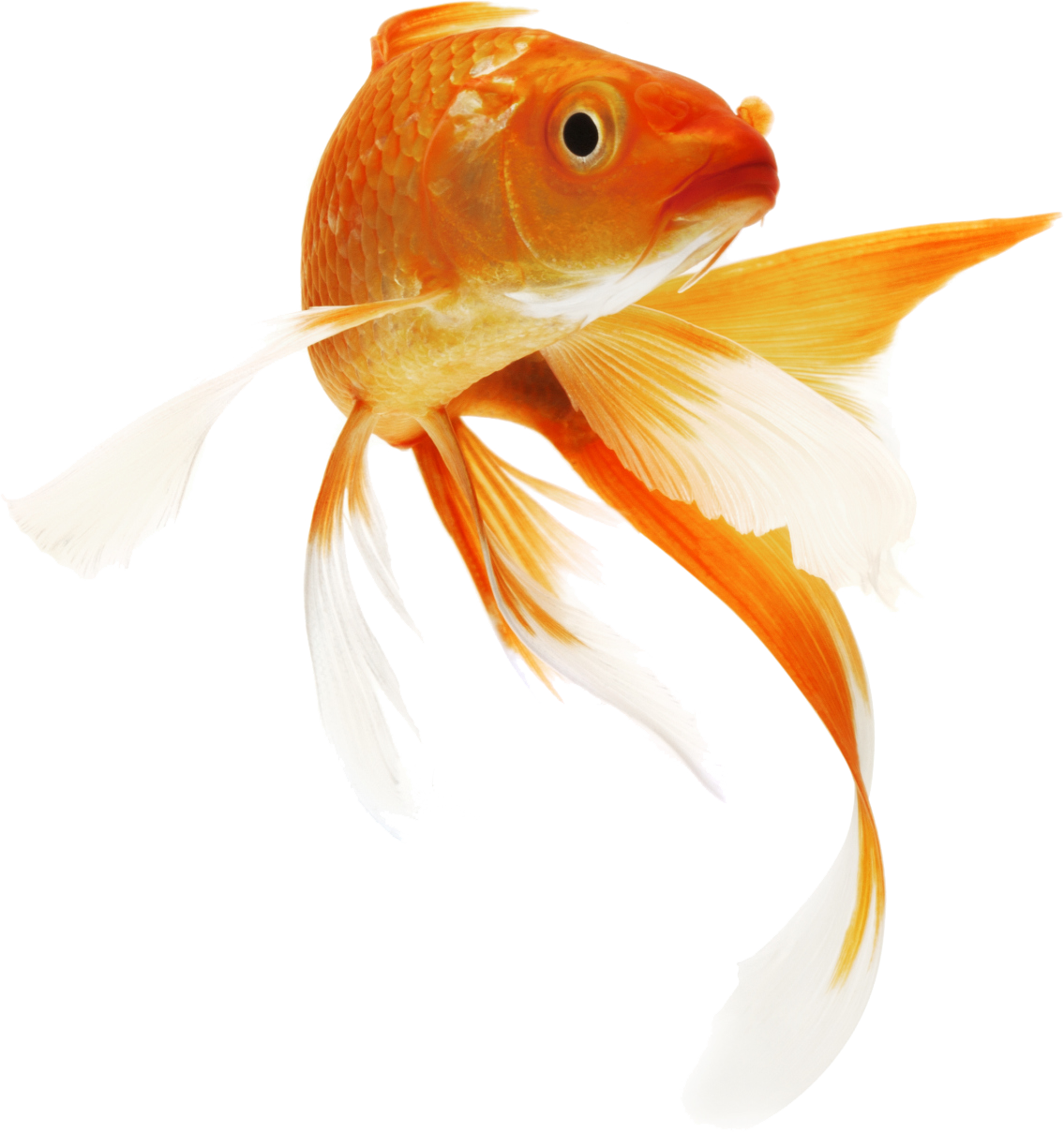 Fish clipart goldfish. Icon transparentpng 