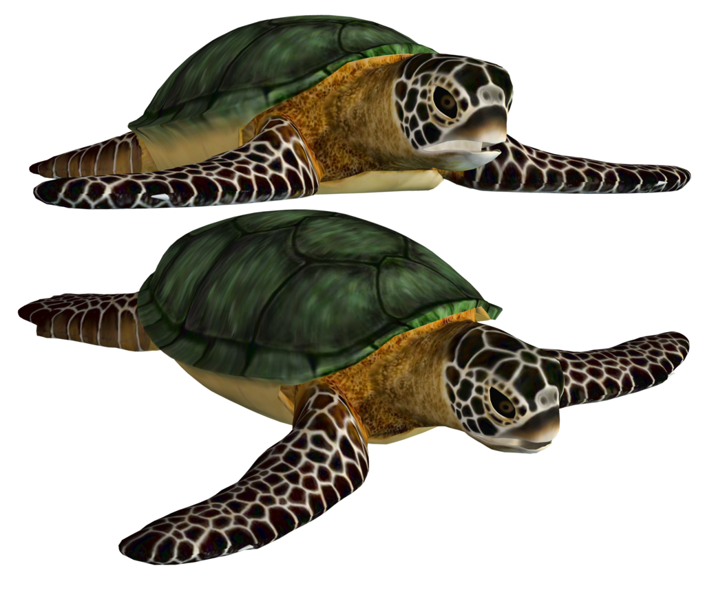 clipart turtle house