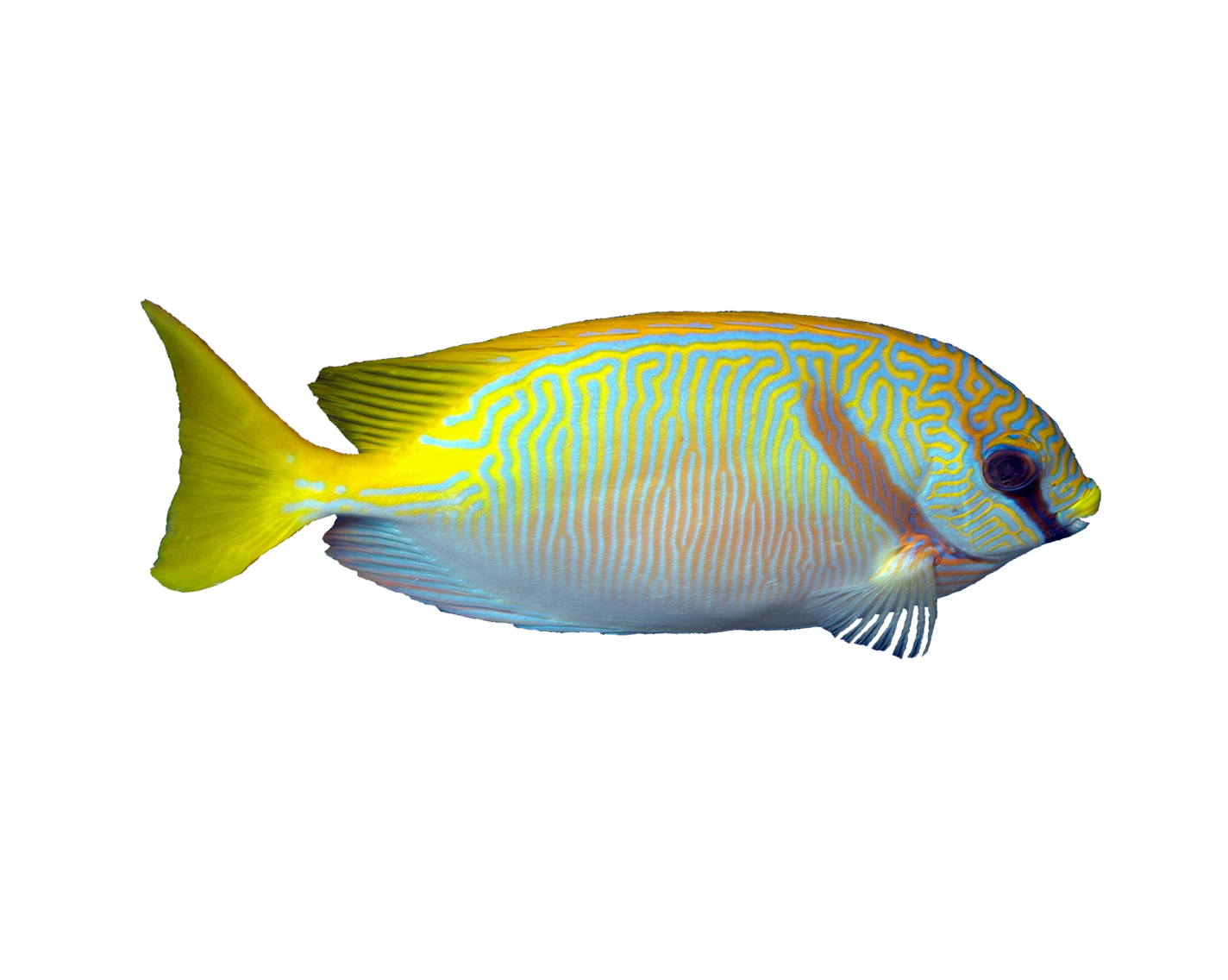 clipart flames angelfish