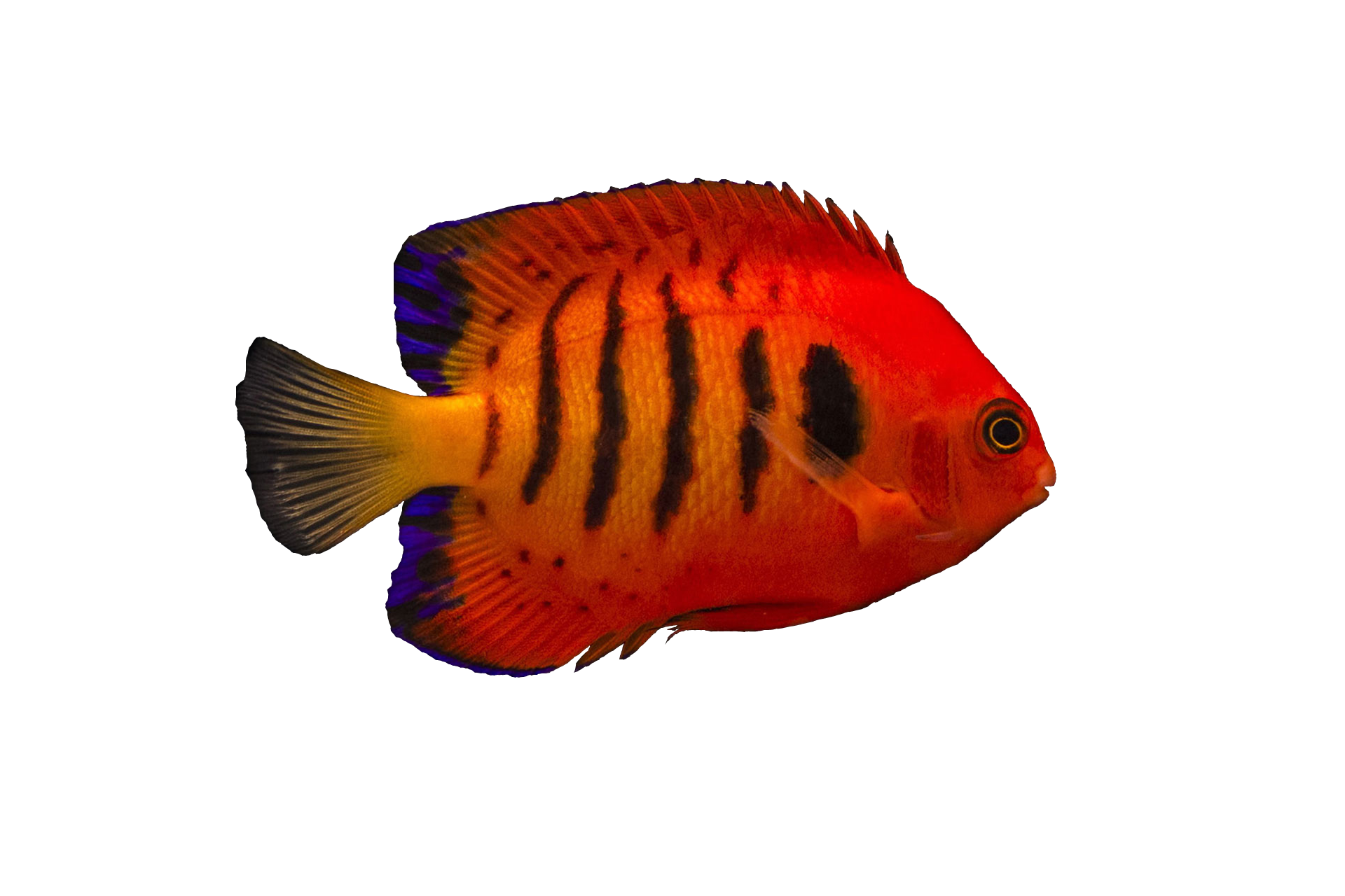 clipart flames angelfish