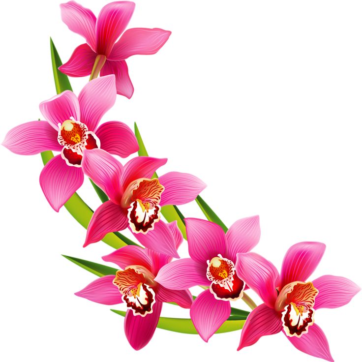 Arrangement at getdrawings com. Clipart flower
