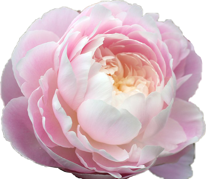 Clipart rose aesthetic. Flower peony pink tumblr