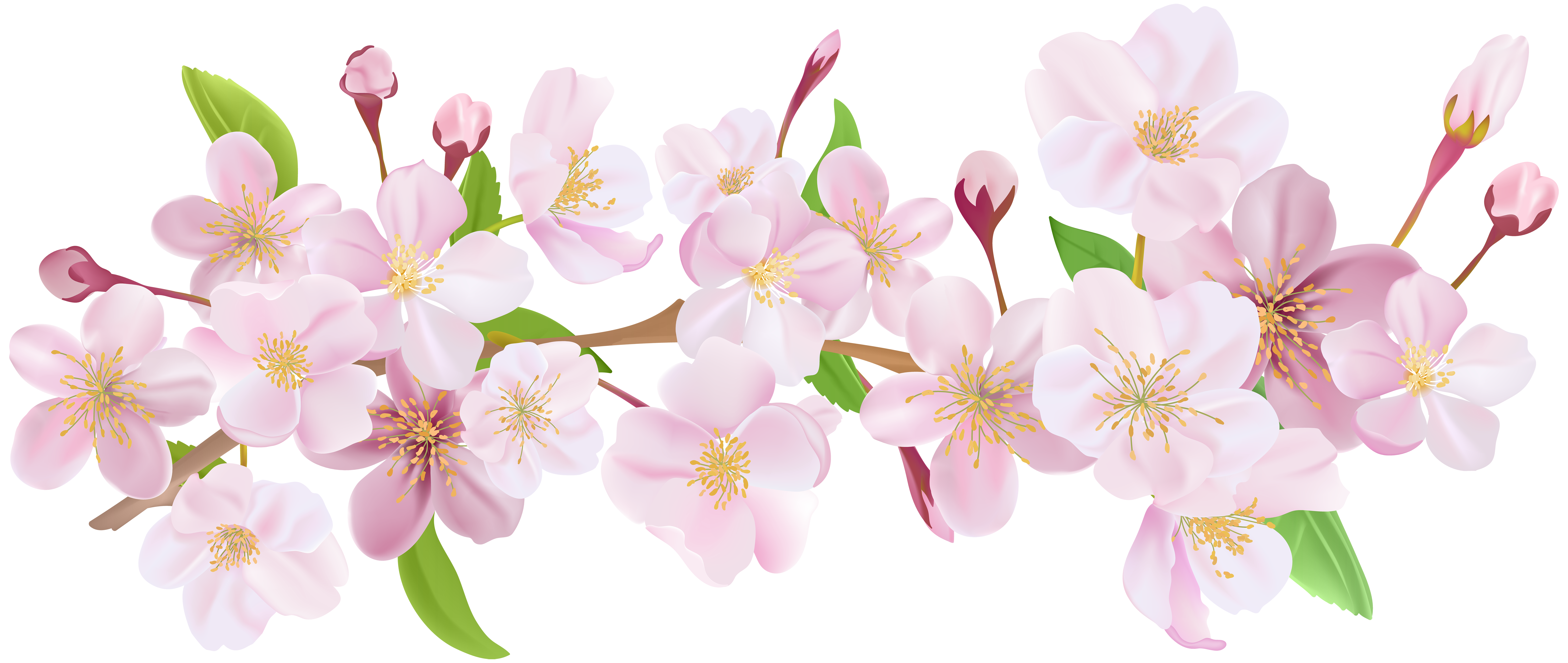 Cherry blossom flower png. Spring branch clip art
