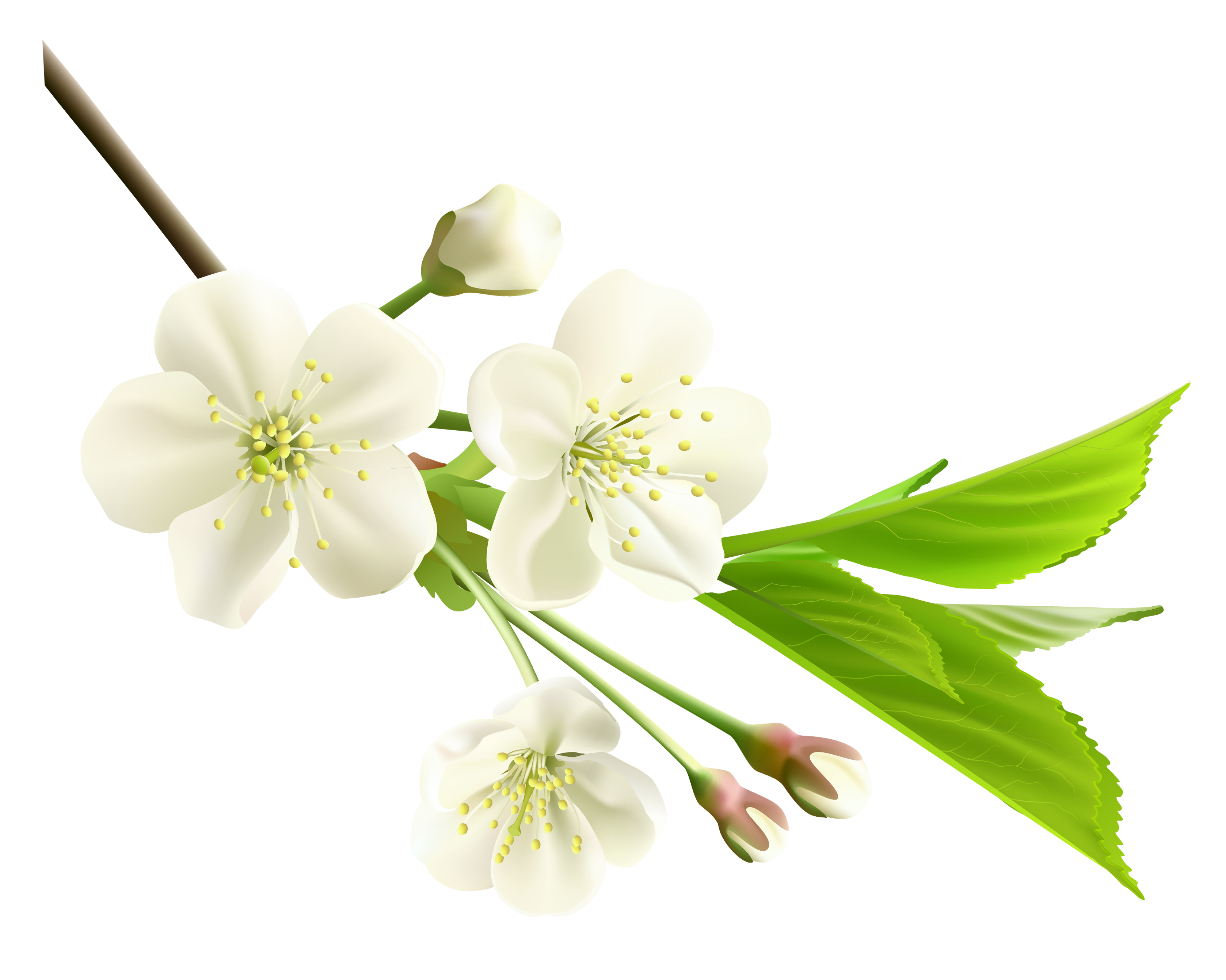 Spring branch with white. Flower clipart blue jasmine