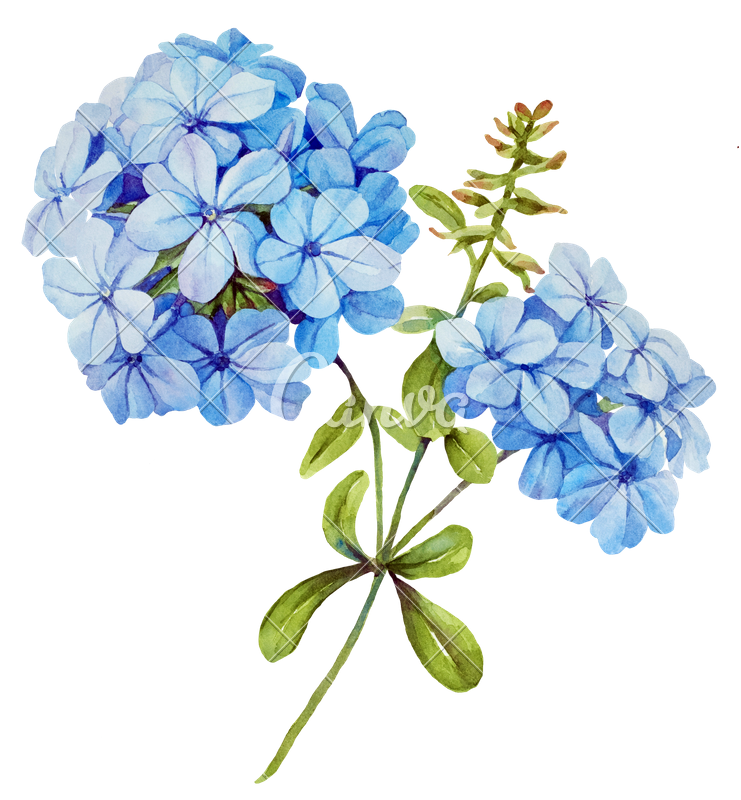 clipart flower blue jasmine