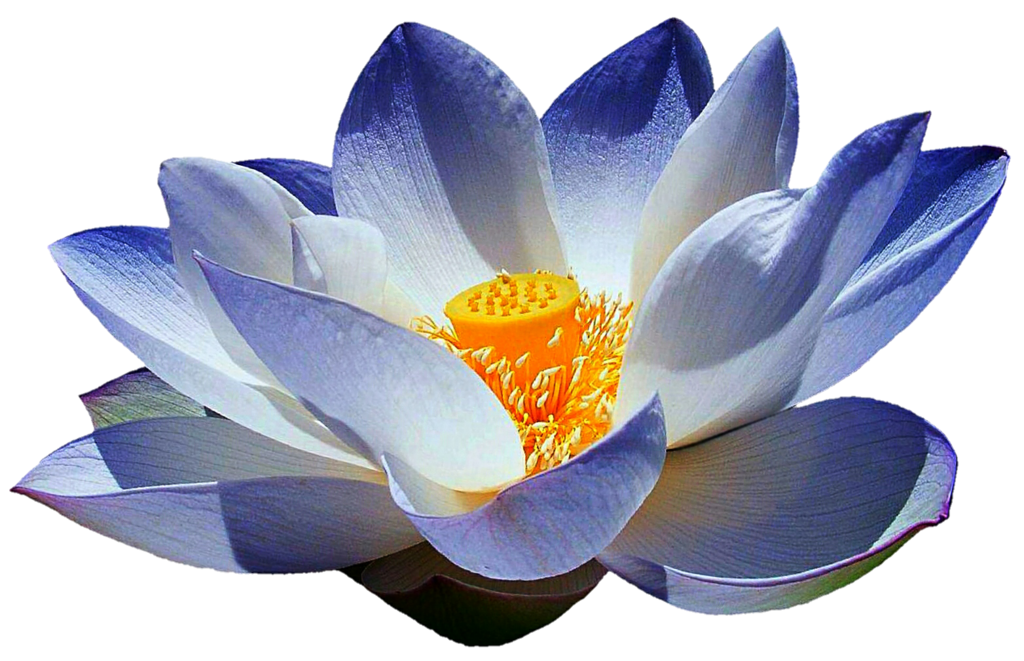 Flower clipart blue lotus. Frosty by jeanicebartzen on